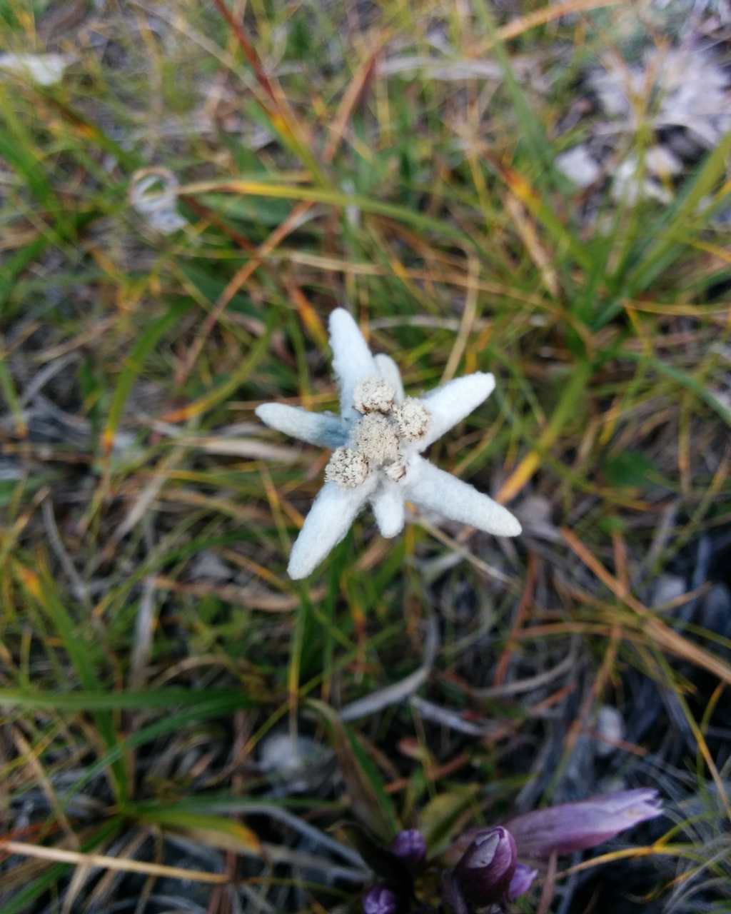 Leontopodium alpinum